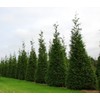 Thuja Plicata 'Green Giant' Arborvitae - 12 Live Quart Size