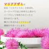 【リプサ公式】 マリアアザミ 約1か月分×6袋 C-132-6 ミルクシスル サプリメント