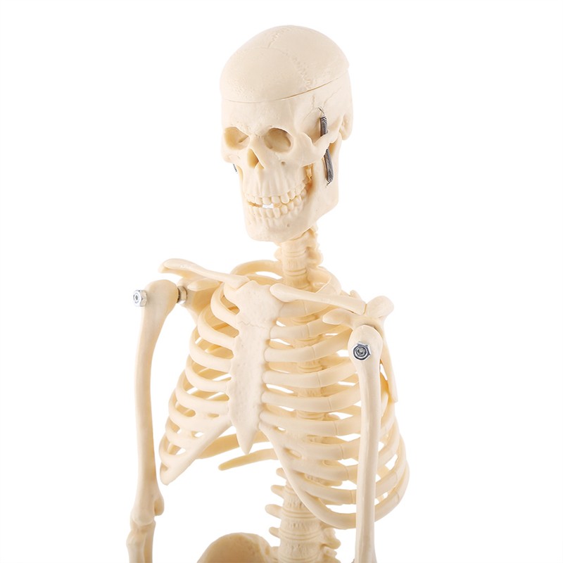 1pc Human Skeleton Anatomical Model Medical Anatomical Teaching Tool With