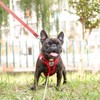 Dog Harness, Collar, Lead Set, Leash Set, Chest Harness, Check