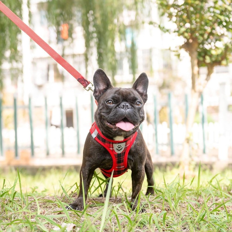Dog Harness, Collar, Lead Set, Leash Set, Chest Harness, Check