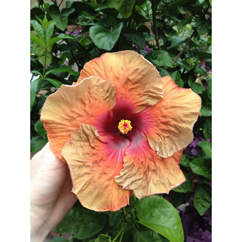 Time Release Fertilizer (1, 0.5 lb.)_AB