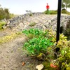 15 Pcs 10mm Miniature Wild Flower Plants - Diorama, Train,