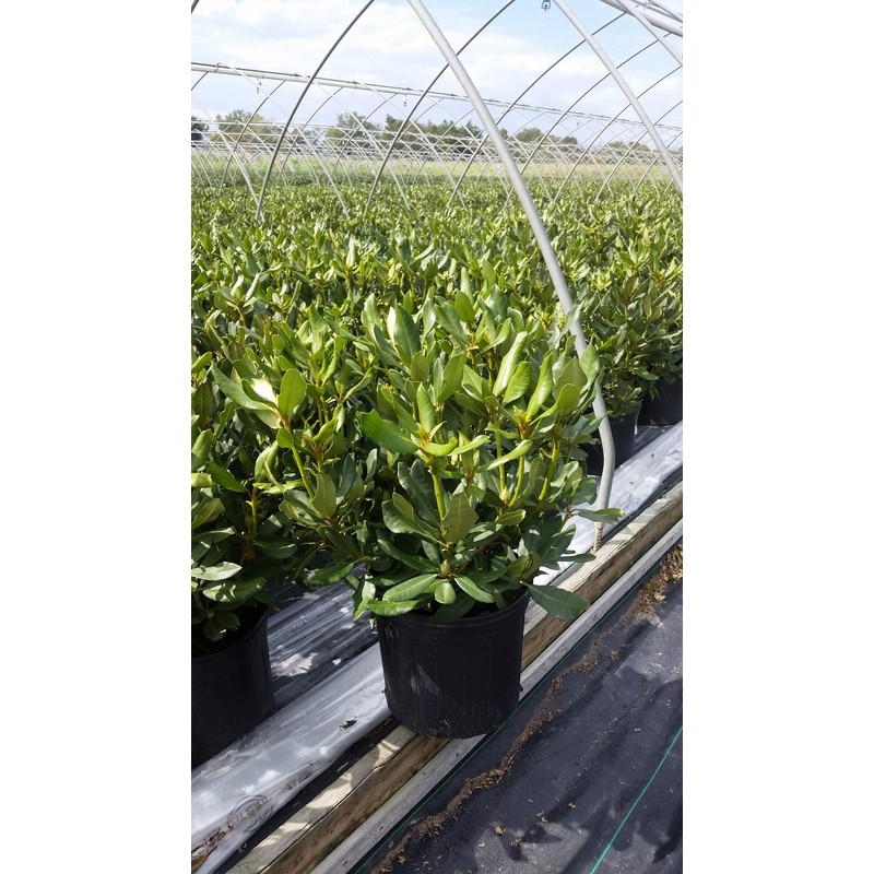 Green Promise Farms Rhododendron CAT. `NOVA ZEMBLA` Evergreen, 3 Size