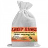 1500 Live Ladybugs for Garden | Hippodamia Convergens | Ladybugs