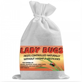 1500 Live Ladybugs for Garden | Hippodamia Convergens | Ladybugs Live | Net Bag