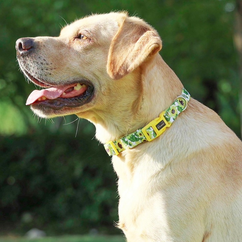 Olahibi Neoprene Padded Dog Collar, Soft and Comfortable, Floral Pattern,
