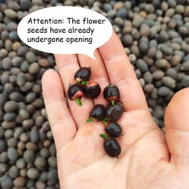 50 Pcs Mixed Color Bonsai Bowl Lotus Seeds,Easily Low Maintenance for Water Features Bonsai Lotus Flower Ornamental Pond and Home Planting