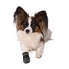 Trixie Walker Care Protective Boots, Medium, 1 Pair