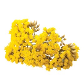 Neal's Yard Remedies Deep Moisture Balm (Solid Body Oil), Herbal, 0.4 oz (10 g) x 1