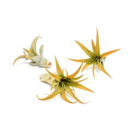 Orange Colorful Tillandsia Air Plants - Long Lasting Color Enhanced Live Tillandsia Succulent House Plants - Home and Garden Decor - Easy Care Indoor/Outdoor Plants (Brachycaulos Abdita, Single)