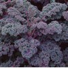 500 Scarlet Kale Seeds for Planting Heirloom Non GMO 2+