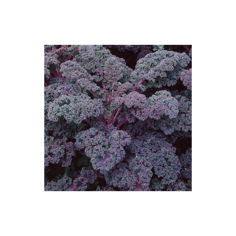 500 Scarlet Kale Seeds for Planting Heirloom Non GMO 2+