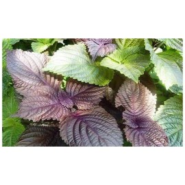 Mai's Family Viet Nam Perilla Seeds, Tía Tô, Shiso, Non-GMO, Heirloom - 2,500+
