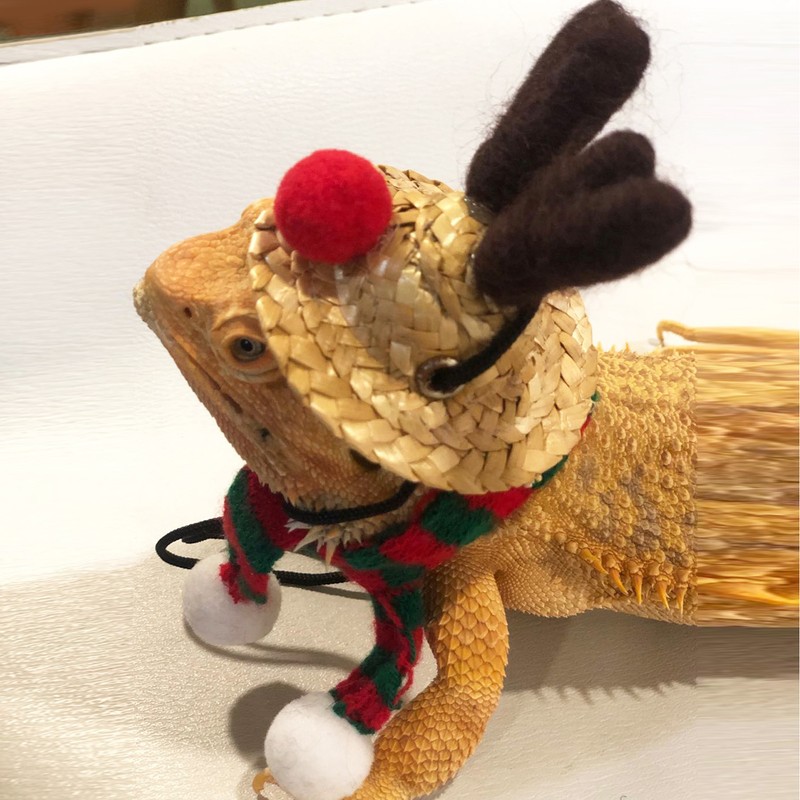 Bearded Dragon Santa Hat Cute Soft Scarf Adjustable Size Bright