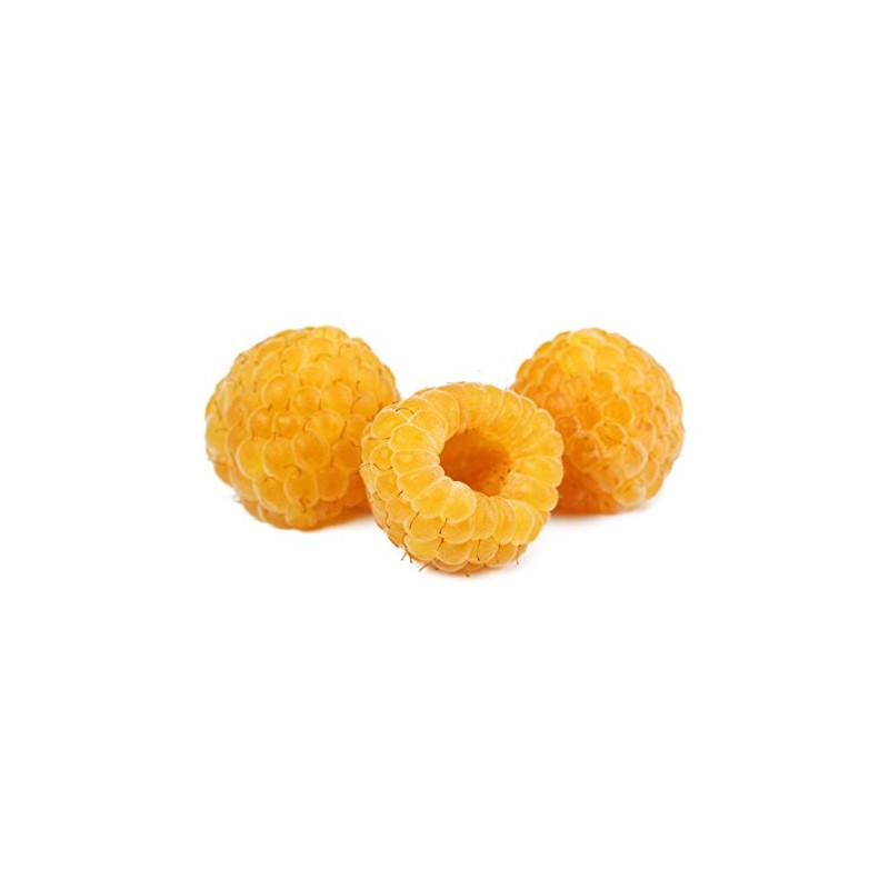 Anne Golden Raspberry Plants-Bare Root Canes–Sweet Tropical Flavor-Certified Disease &