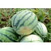 Southeast Seeds Dixie Queen Watermelon Seeds, Cuban Queen, NON-GMO, Crimson,