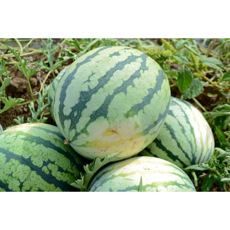 Southeast Seeds Dixie Queen Watermelon Seeds, Cuban Queen, NON-GMO, Crimson,