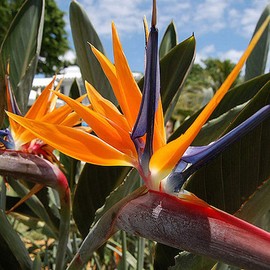 Bird of Paradise Seeds – Perennial Tropical Flower (Strelitzia Reginae) | Exotic Crane Flower, Lush Foliage & Vibrant Orange-Blue Blooms