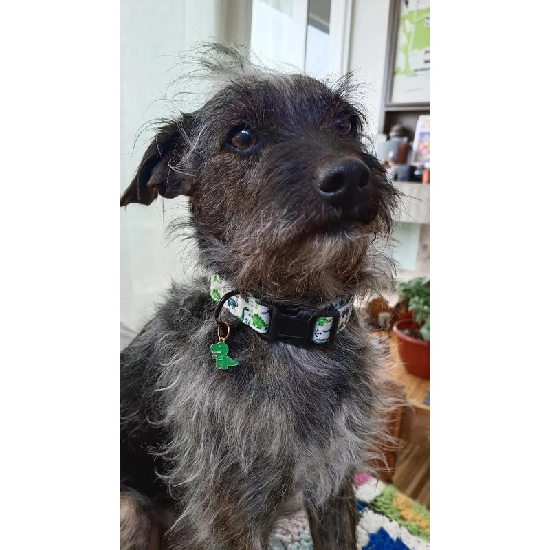 Adjustable Soft Polyester Dog Collar: Featuring a Cute and Adorable