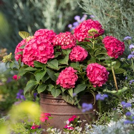 1 Gallon Endless Summer Hydrangea Summer Crush Shrub