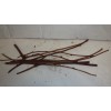 mightyoaktreenursery.com 6 scion cuttings of Akebia Quinata (aka Chocolate Vine)