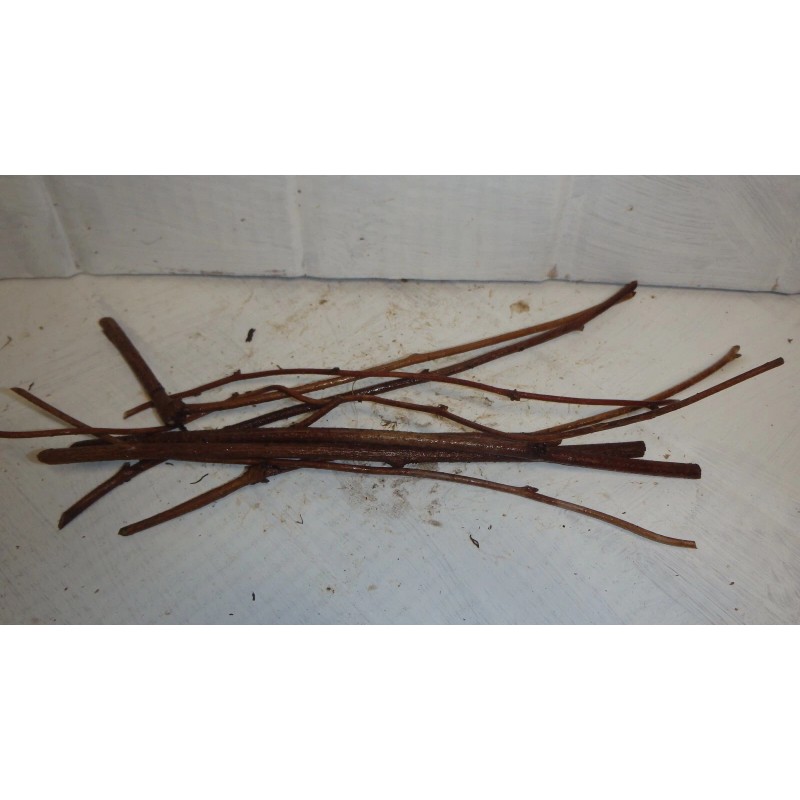 mightyoaktreenursery.com 6 scion cuttings of Akebia Quinata (aka Chocolate Vine)