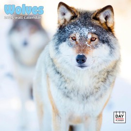 Dayplanner Publishing Wolves Calendar 2025, Large Square Wall Calendar, 16 Month, Wolves Gift Wildlife Calendar
