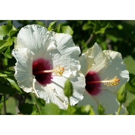 White 25 WHITE HIBISCUS SEEDS (Crimson Eye) | Perennial Flower