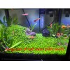 5pack Aquarium Plant S.e.e.d Set, not Artificial plasticl Plant. Real