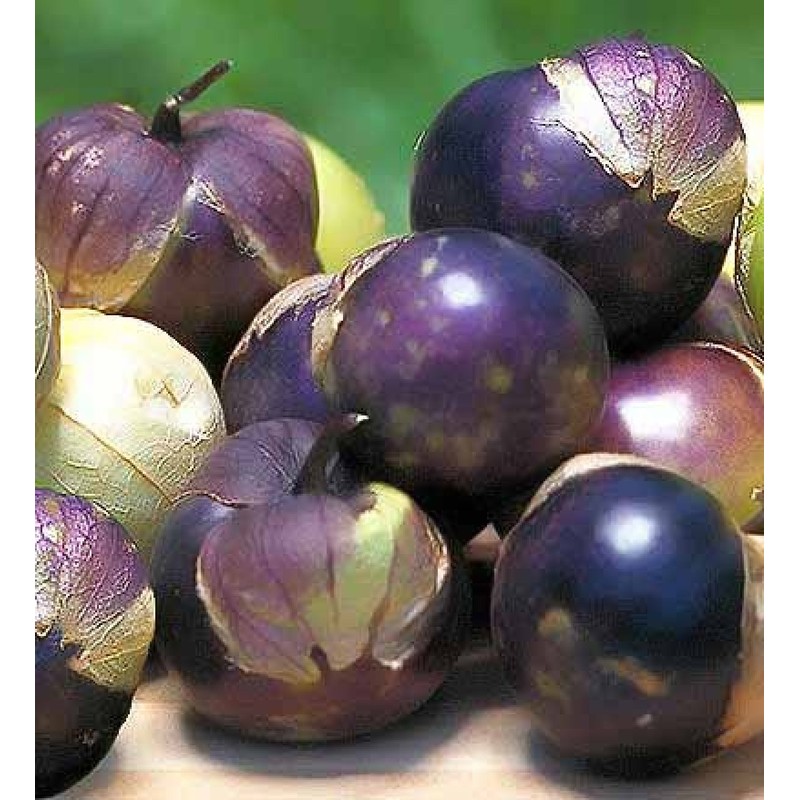 Seeds Purple Physalis Vegetable Heirloom for Planting Non GMO