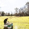 Tasmanian Learherwood RAW HONEY | Pure, Unheated, Unfiltered, Unpasteurized, and