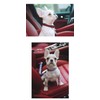 [DB] Dog Collar, Nylon Collar, Dog Training Collar, Adjustable, Small,
