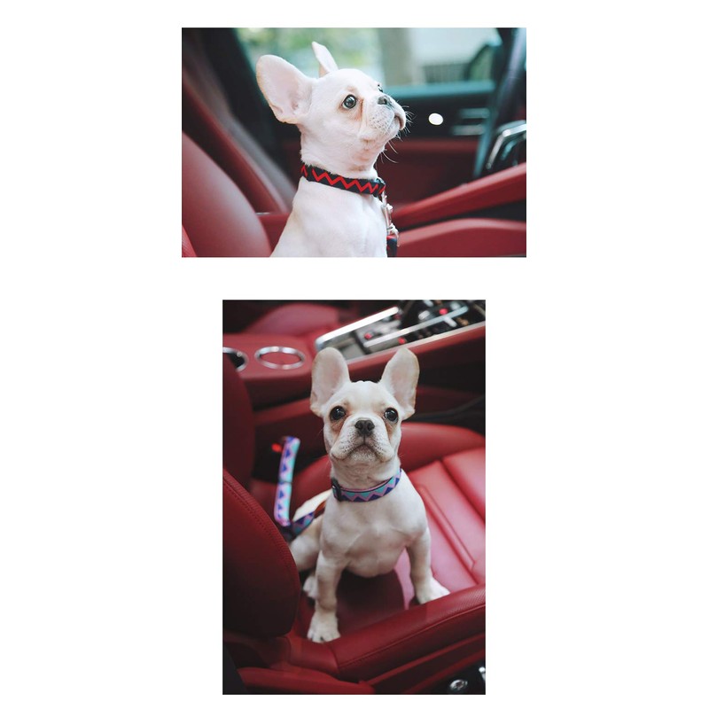 [DB] Dog Collar, Nylon Collar, Dog Training Collar, Adjustable, Small,