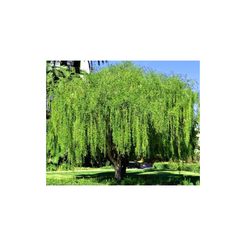 HPGS 10 Seeds - Mayten ""Weeping Green Shower"" Tree Seeds