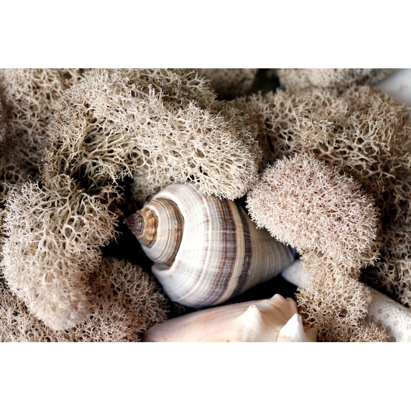 SuperMoss (23193) Reindeer Moss Preserved, White, 8oz Bag