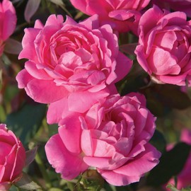 Pink Double Knock Out Rose Bush (2 Gallon) Flowering Semi-Evergreen Shrub with Bubble-Gum Pink Double-Form Blooms - Full Sun Live Outdoor Plant