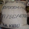 bears coffee beans kilimanjaro kibo 100g coffee bean remains Tanzania