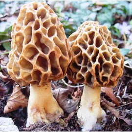 NIKA SEEDS - Spores Morel Mushrooms for Planting on Grains - 100 Seeds
