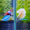 WILLBOND 2 Pcs Blue Silicone Betta Fish Bed Leaf Hammock