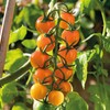 Marshalls Garden - Sungold Cherry Tomato Seeds - Pack of