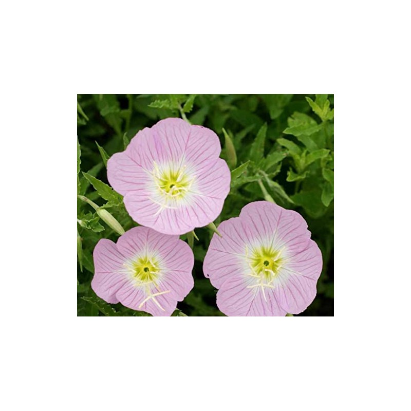 Evening Primrose Pink Ladies Flower Seeds Speciosa (1000)