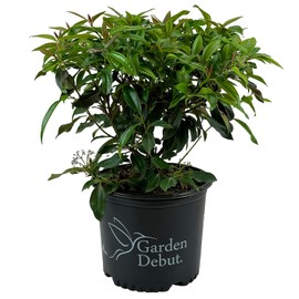 Blooming & Beautiful - Moonlit Lace Viburnum - 3 gal - Evergreen Shrub - Glossy Green to Burgundy Foliage - Lacy White Spring Flowers - Zones 7-9 - Viburnum davidii x tinus 'sPg-3-024' - 3 Gallon Pot