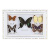 Jeffergarden Framed Butterflies Specimen, 9.5 * 29.5 * 4 cm