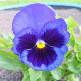 Blue Pansy Seeds Deer Resistant Fragrant Perennial Low Maintenance Edible Containers Borders Ground Cover Outdoor 100Pcs Flower Seeds by YEGAOL Garden