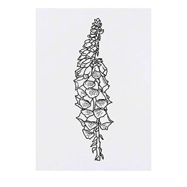 'Foxglove' Temporary Tattoo - Water Resistant, Skin-Safe, Non-Toxic Transfer (TO00042160)