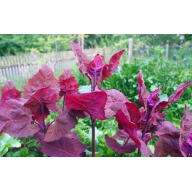Home grown Orach Red Fire HEIRLOOM 100+ Seeds PREMIUM strain 100% Organic Grown In USA