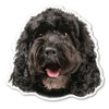 Magnet America (Black) Cockapoo Dog Magnet is 4.73" x 4.9"