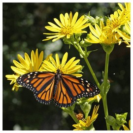 Everwilde Farms - 1/4 Lb Cup Plant Native Wildflower Seeds - Gold Vault