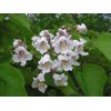 2 Catalpa Trees, 12-18" in a Quart Pots, Live Plants